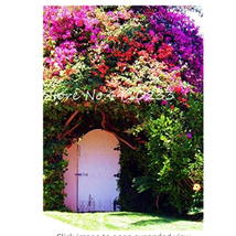 105 Pcs Climbing Bougainvillea Potted Flower Plant Budding Rate 95% Floriferous  - $5.19