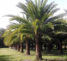 6 Viable, Sylvester, Palm, Tree, Palmetto, Tropical Seeds Ornamental, Go... - $9.97