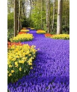 Creeping Thyme or Multi-Color Rock CRESS Perennial Flower, 100 seeds - $14.19