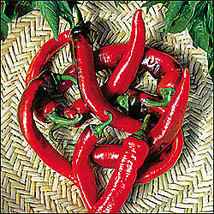 20 Pcs Hot Portugal Pepper Seeds #MNHG - $12.50