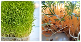 BULK CARROT SEED Microgreen Vegetable Seeds for Sprouting or Planting 25... - $16.99