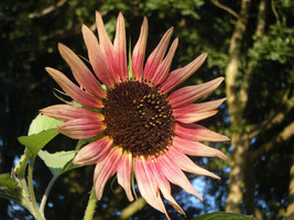 25+ Sunflower Indian Blanket Wildflower Annual Flower Seeds - £13.78 GBP