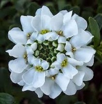 50 Iberis Brilliant White Evergreen Candytuft Flower Seeds Deer ResistantFrom US - £6.59 GBP