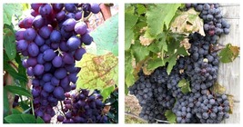 1-2 yr Old - 2 Glenora Seedless Live Grape Vine Plants - Ready for Planting - £72.64 GBP