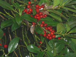 20 Helen Corbit English Holly Seeds Ilex Aquifolium Seeds Fresh Fast Shipping - $9.80