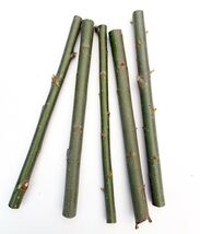 5+ 1 free Hybrid Willow Cuttings is One of the Fastest Growing Tree - $272.22 MXN