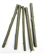 5+ 1 free Hybrid Willow Cuttings is One of the Fastest Growing Tree - $272.22 MXN