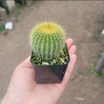 Golden Ball Cactus 2 In | Parodia leninghausii Yellow Tower cactus Golde... - $185.15 MXN