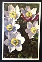 Vintage Flower PC Spring Anemone Posted 1948 # 792 Printed in Switzerland - £4.00 GBP