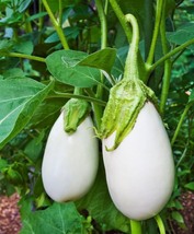 &#39;White Baby&#39; Round Eggplant, 1 Bags ( approx 100 seeds / bag) D - £9.74 GBP