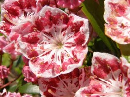 USA Mountain Laurel White Pink Red Kalmia Latifolia Shrub Bush 50 Seeds - £8.78 GBP