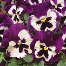 Pansy Seeds 50 Spring Matrix Purple And White New Kind!! Fresh Seeds USA - $19.00