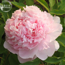 Peony Mr.zhao Pink Big Blooms Flower Seeds hydrangea-typed home garden flowers - £5.98 GBP