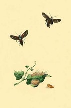 Surinam Butterflies, Moths &amp; Caterpillars by Jan Sepp #86 - Art Print - £16.43 GBP+