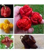 5000 piezas mixtas al azar Carolina Reaper 1 - $767.51 MXN