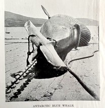 Harpooning Blue Whale Got Him 1926 Nautical Antique Print Whale Hunting ... - £15.72 GBP