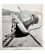 Harpooning Blue Whale Got Him 1926 Nautical Antique Print Whale Hunting ... - £15.79 GBP