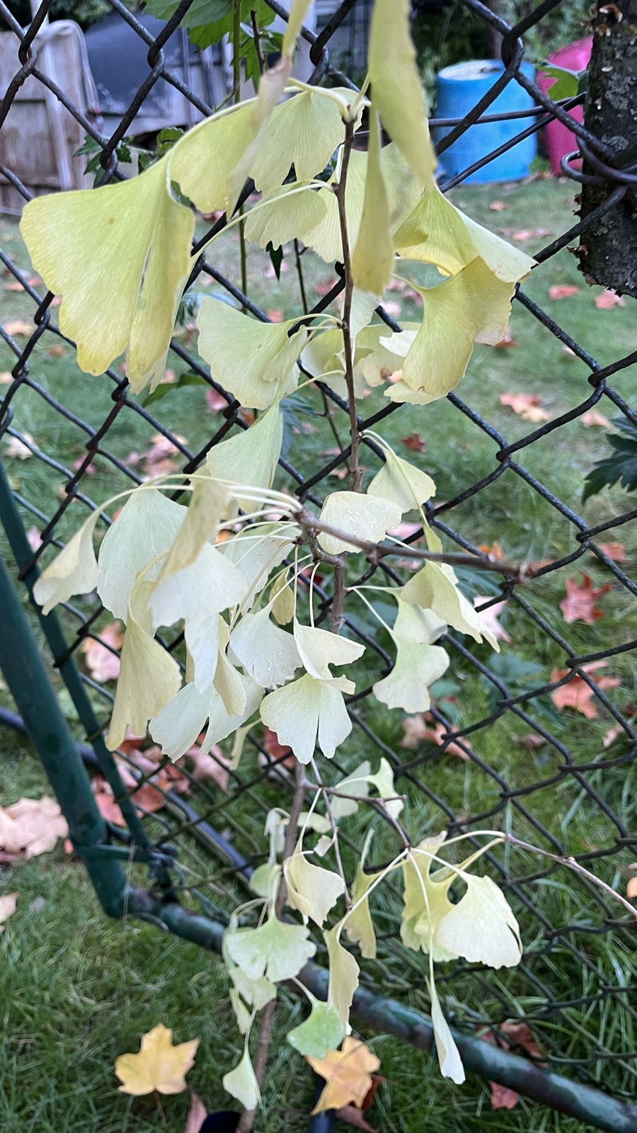 3-4 year old Ginkgo Biloba seedling unsexed bareroot - $42.00