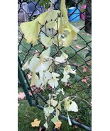 3-4 year old Ginkgo Biloba seedling unsexed bareroot - $57.44 CAD