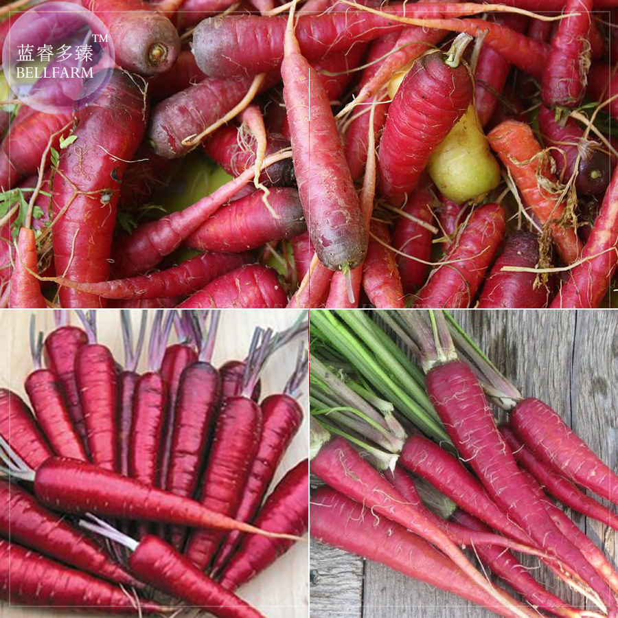 Carrot Blood Red Vegetables Seeds 100 Seeds A Lovely Organic Tasty Veget... - $13.98