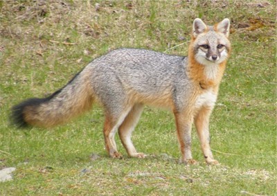 Haunted Bracelet Grey Fox Wild Guardian Animal Pack Ally Protect Health Sense - $107.00