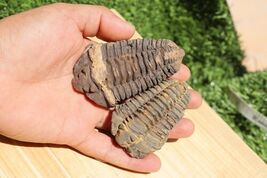 2 PCS Calymene &amp; Flexicalymene Trilobites – Ordovician Moroccan Fossils,... - $28.71