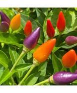 Bolivian Rainbow Ornamental Purple Pepper Fresh For Garden - $16.95 CAD