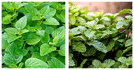 3,000 Seeds Lemon Mint Seeds Fresh Garden Seeds FREE SHIP - £16.44 GBP