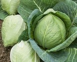 400 Cabbage Seeds Charleston Wakefield Heirloom Non Gmo Fresh Fast Shipping - $8.99