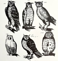 Owl Types Art Print Black And White Birds Of Prey Vintage Nature 1979 DW... - $11.25