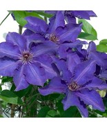 SDC 25 Dark Purple Pink Clematis Seeds Perennial Flower Vine Fresh Seeds - $385.02 MXN