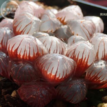 NEW BELLFARM Haworthia obtusa Hybrid Red Transparent Bonsai Succulent Seeds 5pcs - £15.89 GBP