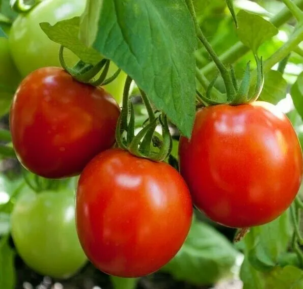 GLACIER TOMATO 50+ SEEDS DETERMINATE COOL season VEGETABLE  - £7.64 GBP