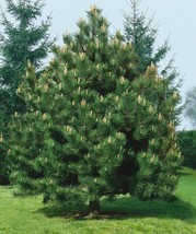 Austrian Pine Pinus Nigra 40 Seeds Fresh Garden - £15.62 GBP