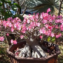 Rare Adenium Socotranum 3 Seeds - Thai Soko Black Hawk, Pink Blooms - Ex... - $8.00