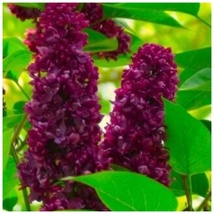 Lilac Plants - Lilacs - Syringa Vulgaris - CONGO - RED - $64.99