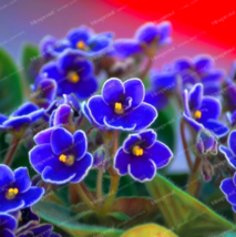 Beautiful Seed Flower African Blue Violet Seeds - $16.99