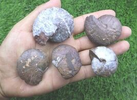 5 PCs Authentic Maenoceras Goniatite Fossil Devonian Morocco Paleontolog... - $522.45 MXN