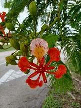 5 seeds Royal Poinciana Delonix regia Plant Quick Heirloom Seeds Create Wonders - £8.48 GBP