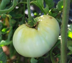 Seeds 50 White Wonder Beefsteak Tomato Vegetable Heirloom Nongmo - £6.65 GBP