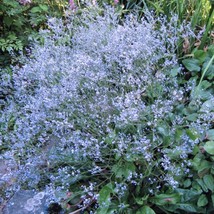 Statice Bellidiformis Caspica Spangle Limonium Dazzling Blue 30 Flower Seeds Bea - $10.09