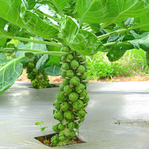 US Seller 500 Diablo Brussels Sprouts Seeds New Fresh - £4.23 GBP