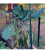 Collard Green (African Tree Collard Hybridlonghead)Giant6 Foot Plants50 ... - $7.99