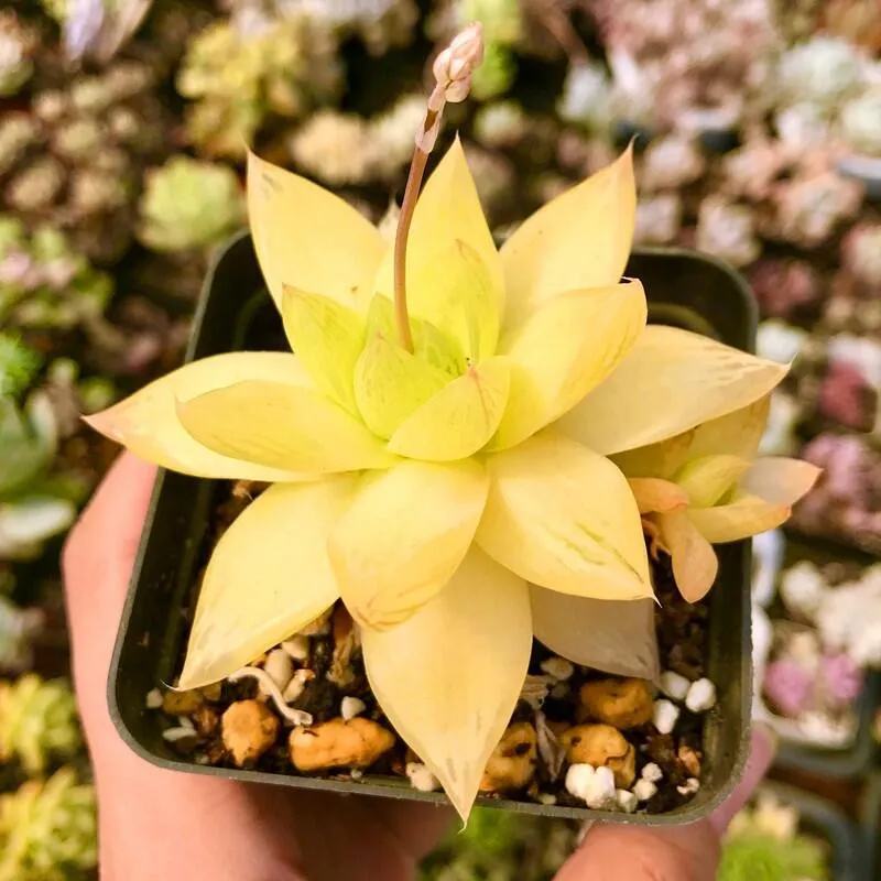 fresh BELLFARM Haworthia lockwoodii Yellow Wide-leaf Succulent Seeds 5pcs - $14.37