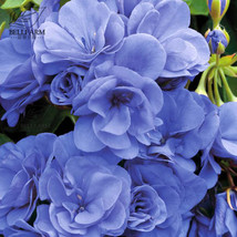 10 Seeds Geranium &#39;Sky Blue Noon&#39; Blue Flowers Seeds Pelargonium Fragran... - £5.06 GBP