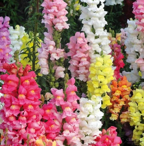 THJAR Snapdragon, &#39;Rocket mix&#39; 25 seeds - €3,79 EUR