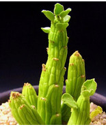 Monadenium Ellenbeckii Exotic Euphorbia African Cactus Hang 25 Heirloom ... - €26,74 EUR