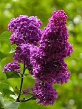 USA SELLER 25 Purple Haze Lilac Seeds Tree Fragrant Flowers Perennial Flower 972 - £11.30 GBP