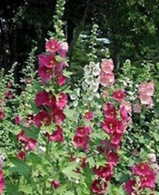 40 Hollyhock Indian Spring Mix Seeds New Fresh Seeds USA - $9.18