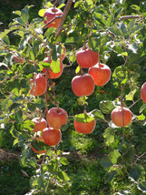 FUJI Apple tree seedling - $59.95